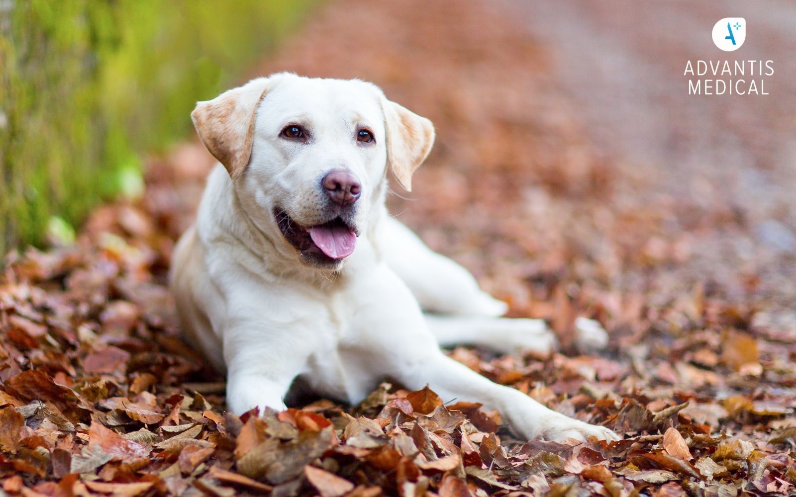 Cream Labrador Retriever dog laying on a bed of autumn leaves.