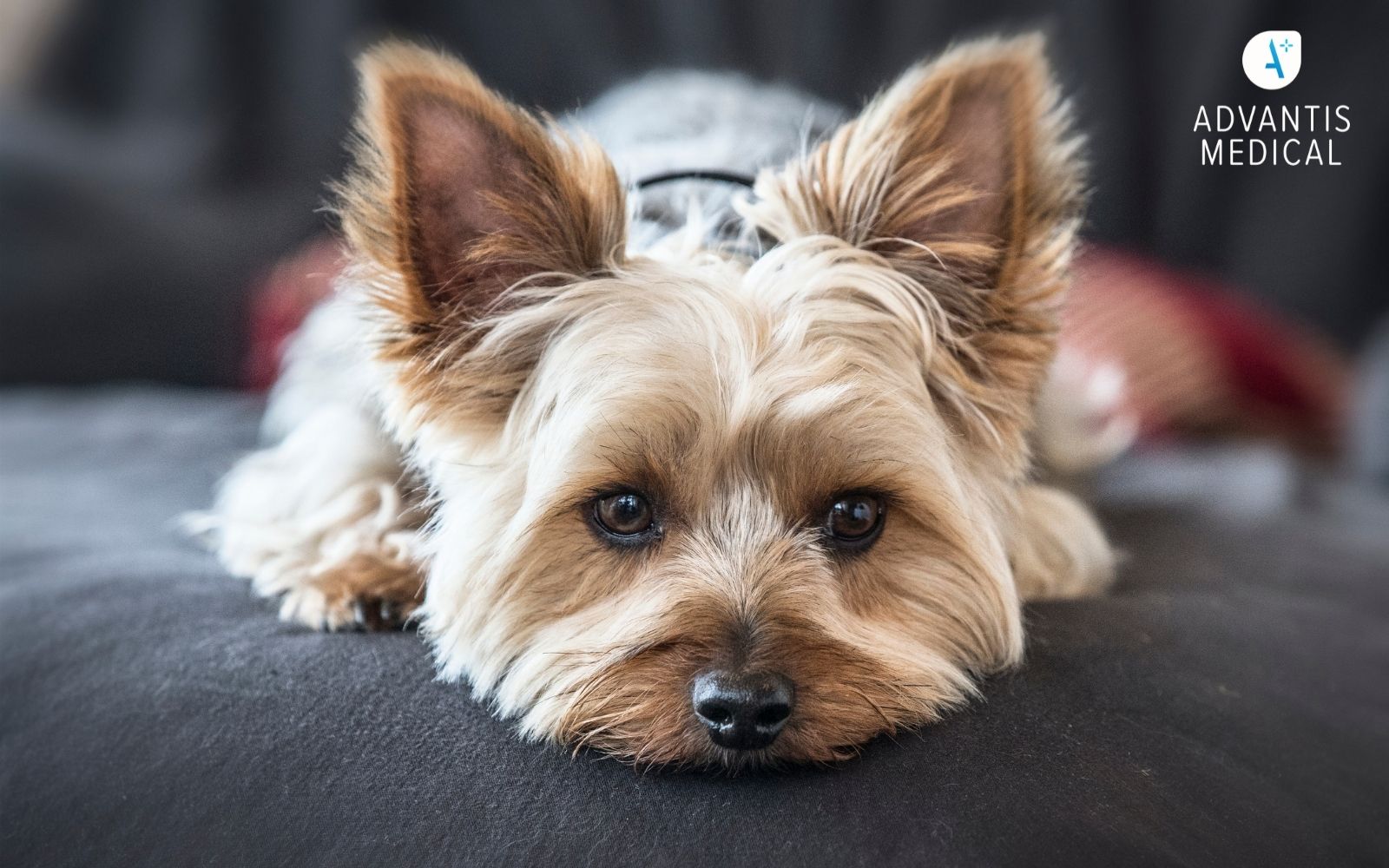 Cute brown Yorkshire Terrier laying on a couch staring at the camera.