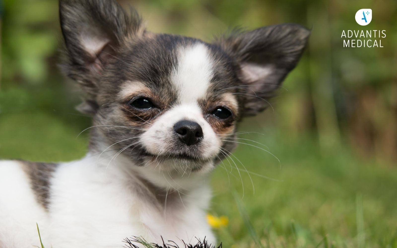 Black and white Chihuahua smiling at the camera outdoors in grass.