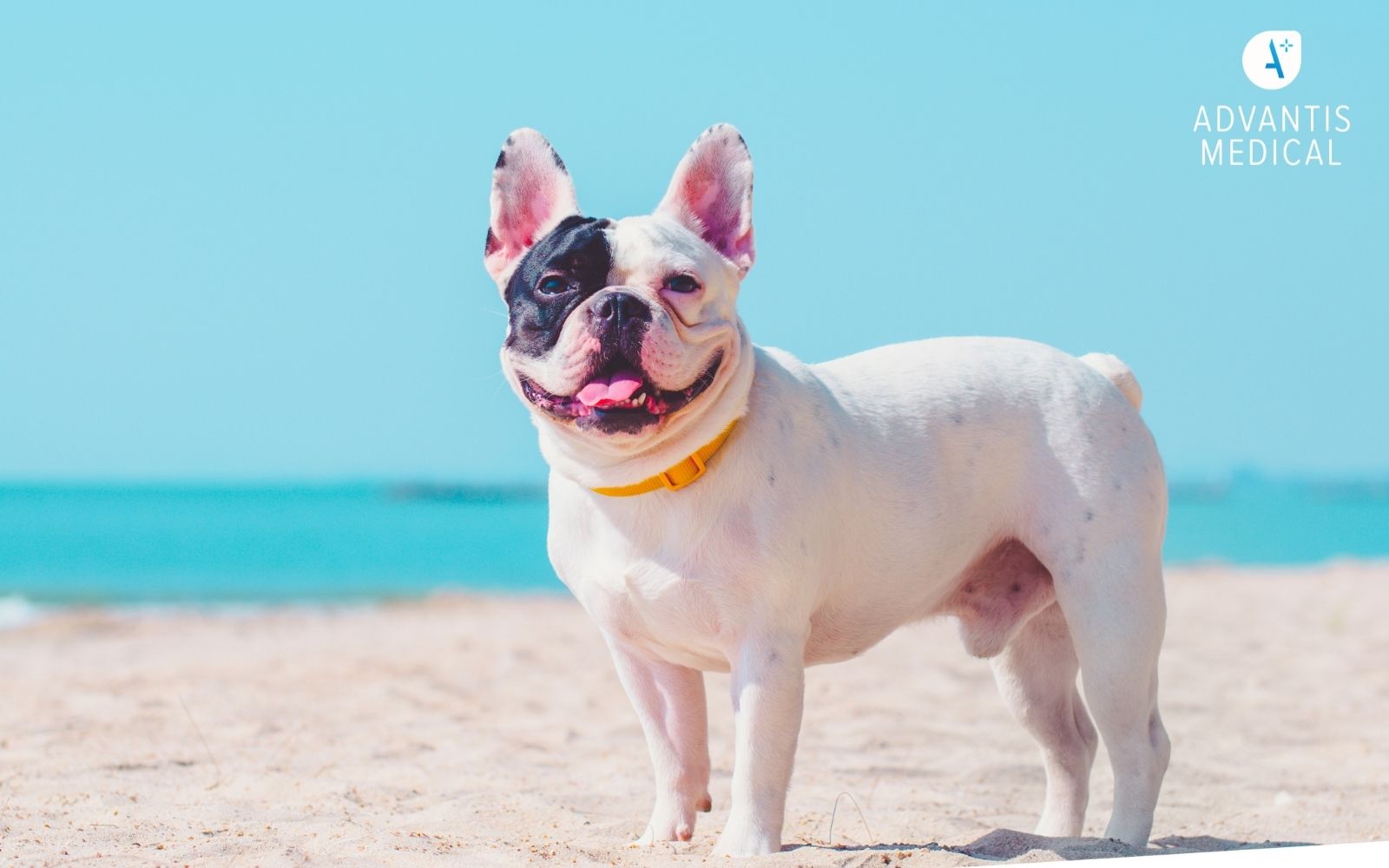 Cute French Bulldog smiling at the beach.