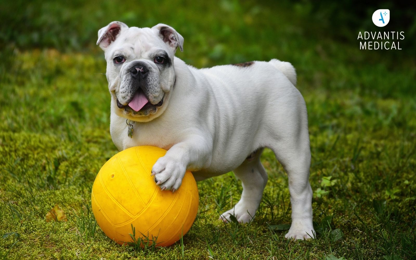 Cute English Bulldog outdoors playing with yellow ball.
