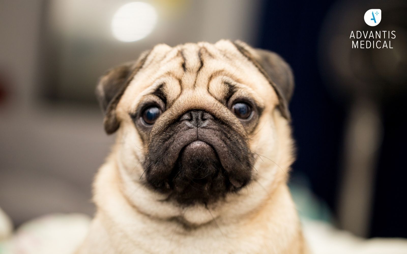 Cute pug giving puppy dog eyes to the camera.
